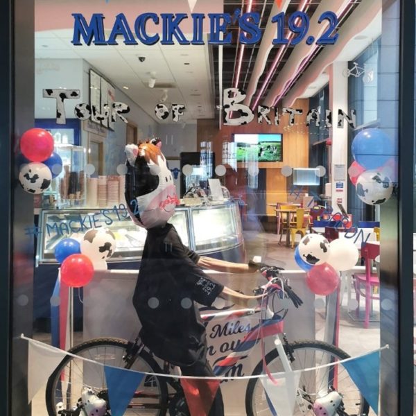 Rick the cow up for the Tour of Britain's visit 