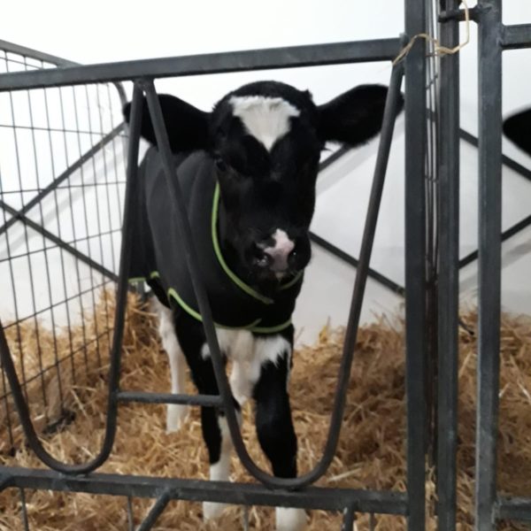 One of our calves wrapped up in their new jacket