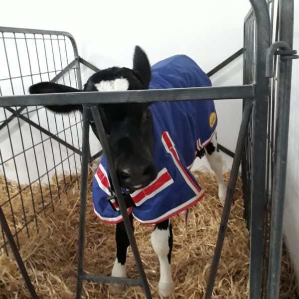Another cosy calf