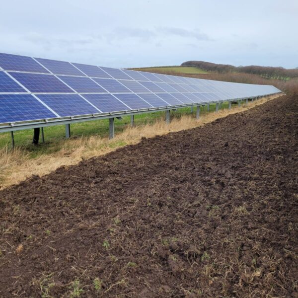 Prepared strip of land beside solar panels which has been planted with wildflowers for bees