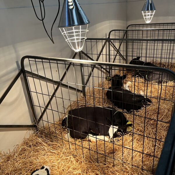 Young calves benefitting from their new heat lamps
