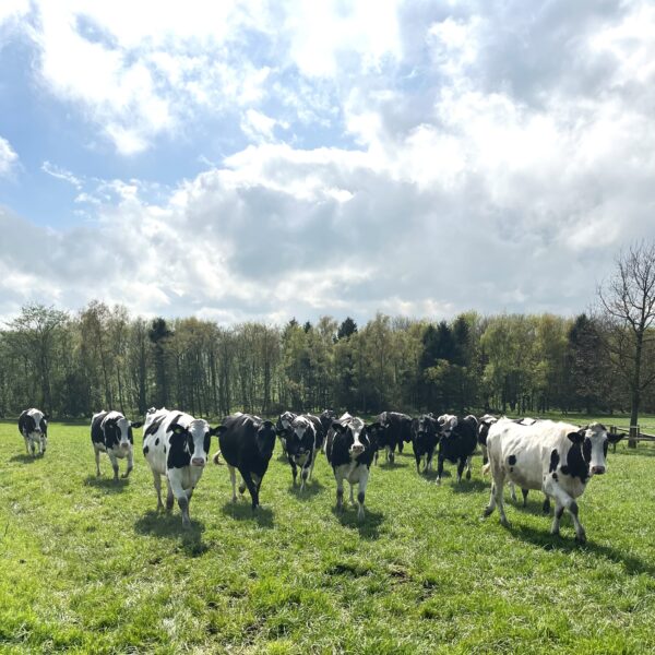 Our lovely herd in the sun