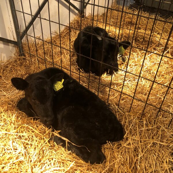 Christmas Day Calves